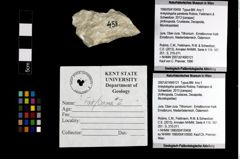 Foto (Objekt + Etiketten) von Ankylokypha parabola (Robins, Feldmann & Schweitzer, 2013) 